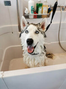 Bain chien chez Embel'Lyre Toilettage