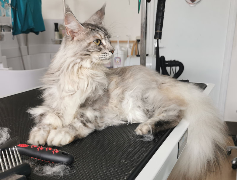 Toilettage chat chez Embel'Lyre