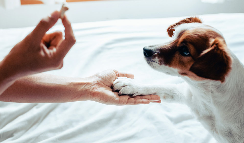 Julie d'Embel'Lyre vous accompagne dans l'éducation de votre chien dans le 82.