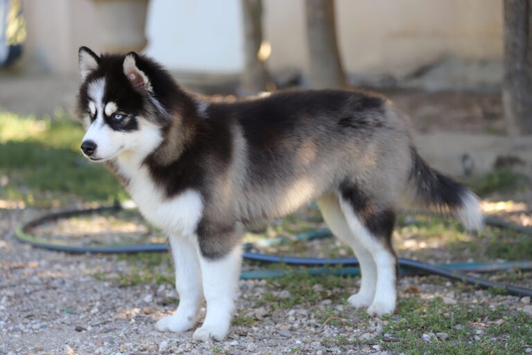 Embel'Lyre Elevage Chiot Pomsky Reynies 82