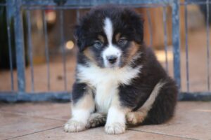 BAM chiot 1