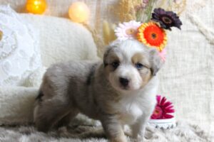 BAM chiot 3