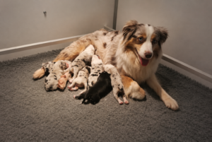 Bam mamn et ses petits