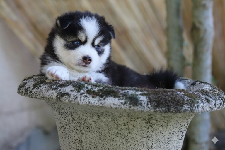 Chiot Pomsky Elevage tres'Or boréales 82