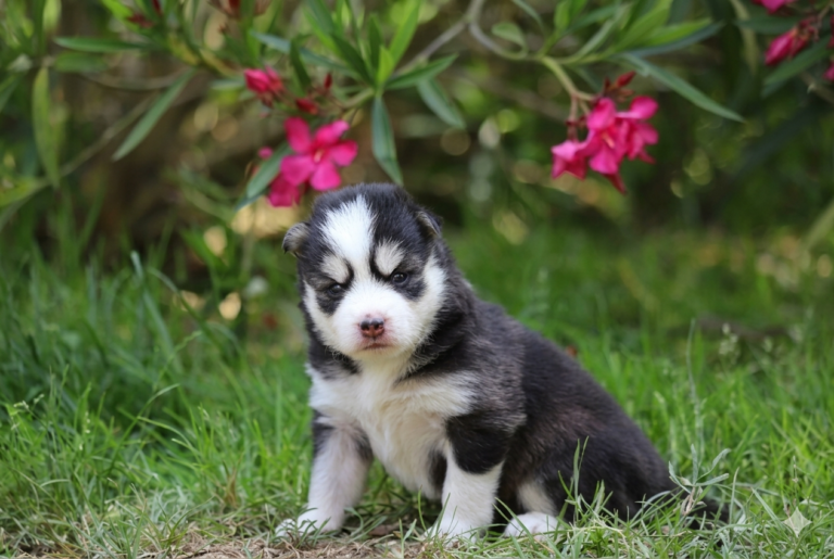 Chiot Pomsky des Tres'or boréales Reyniès tarn et Garonne