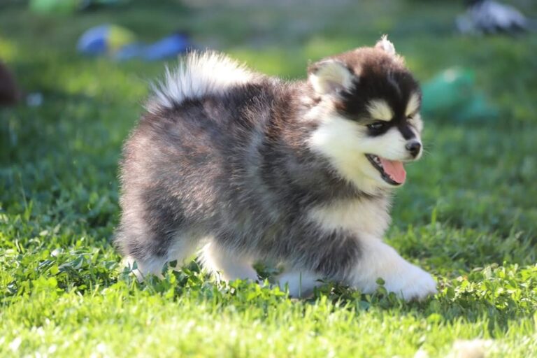 Embel'Lyre Elevage Chiot Pomsky Reynies 82