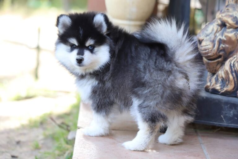 Embel'Lyre Elevage Chiot Pomsky Montauban