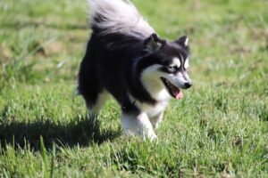 IMG_2941