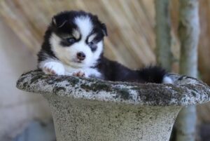 Pomsky chiot 2