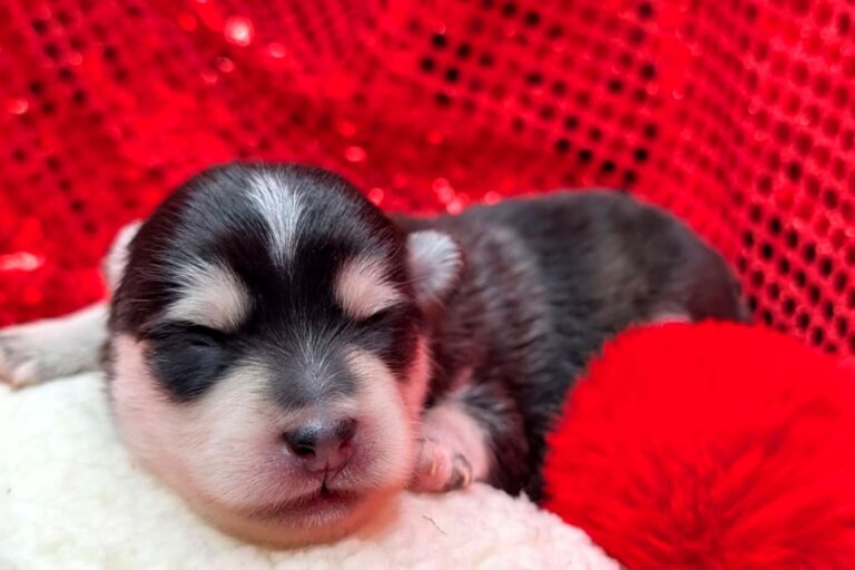 Pomsky chiot Elevage Montauban Tarn et Garonne