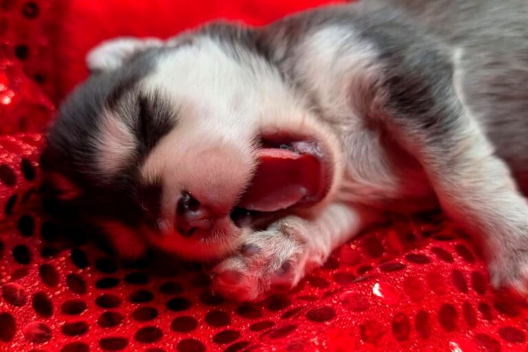 Pomsky chiot Elevage Tres'Or Boréales Reynies 82