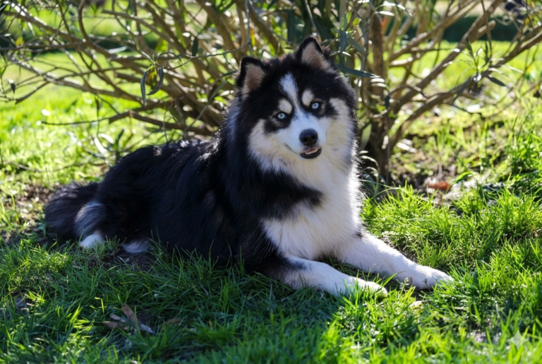 Pomsky des tres'Or boréales Montauban 1