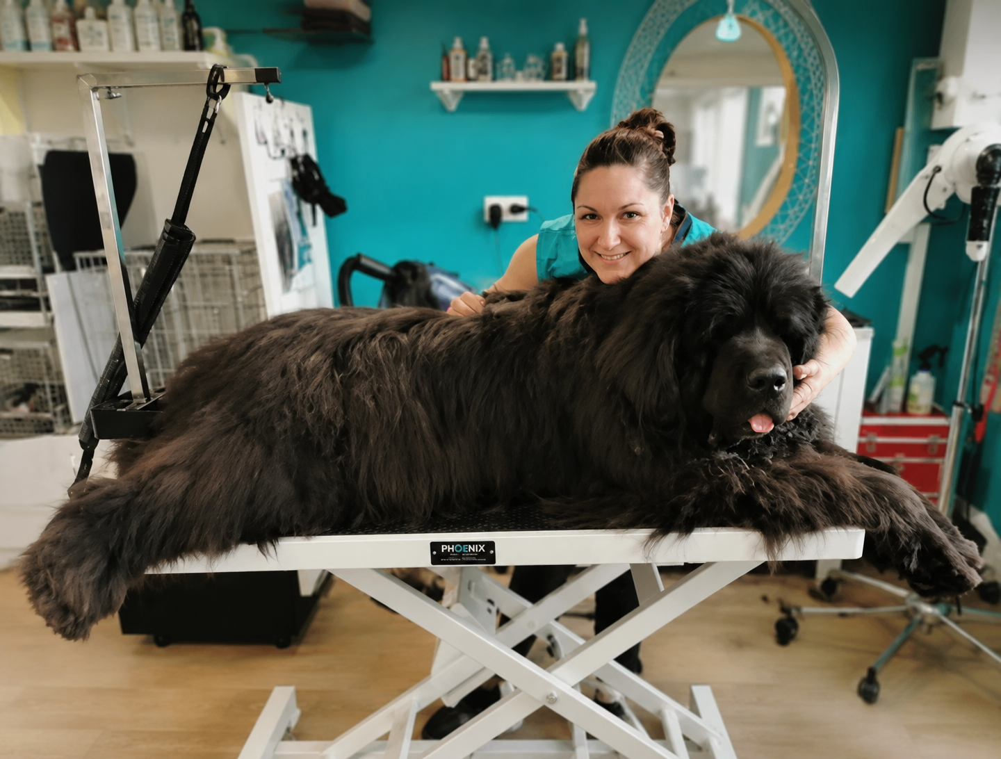 Embel'Lyre toilettage débourrage gros chien Montauban