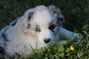 chiot BAM