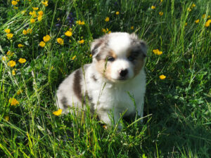 chiot bam 2
