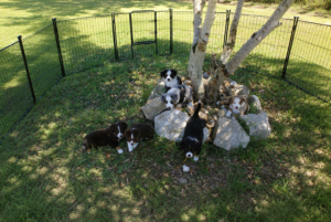 chiots BAM des tres'Or de la Lyre autour de l'arbre