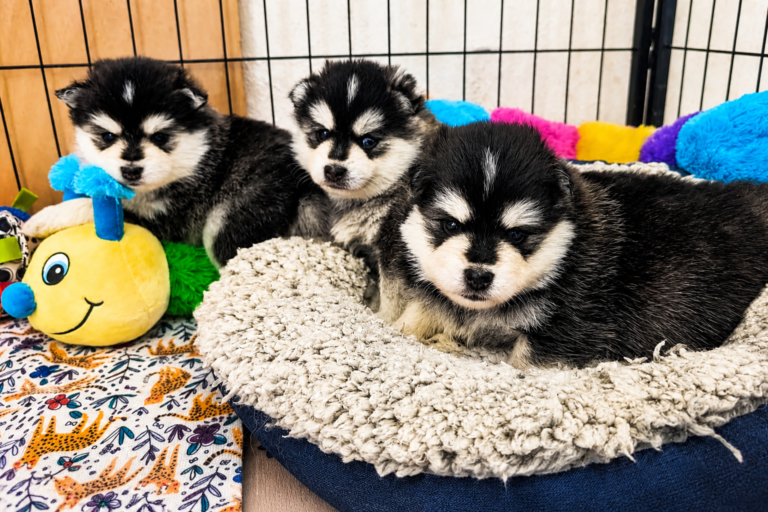 chiots Pomsky Elevage Tres' Or boréales Reynies 82