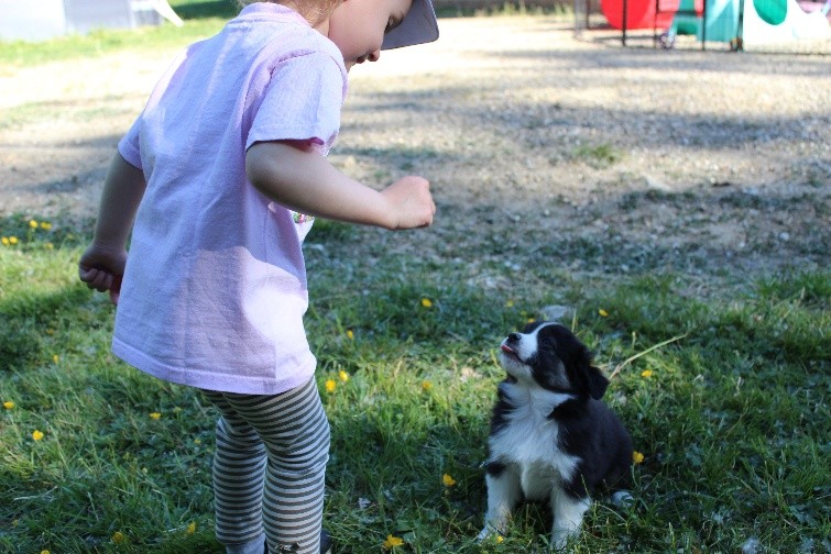 Education chiot