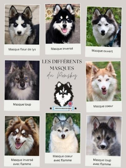 Masques du Pomsky
