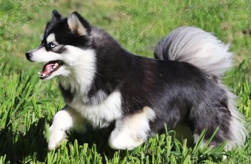 Pomsky élévage des tres'or boréales Montauban