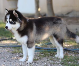 Embel'Lyre Elevage Chiot Pomsky Reynies 82