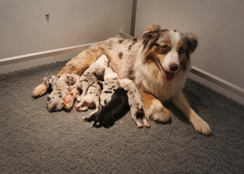 Bam mamn et ses petits