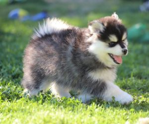 Embel'Lyre Elevage Chiot Pomsky Reynies 82