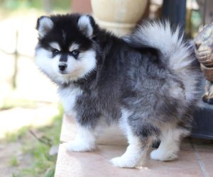 Embel'Lyre Elevage Chiot Pomsky Montauban