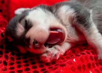 Pomsky chiot Elevage Tres'Or Boréales Reynies 82