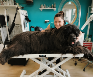Embel'Lyre toilettage débourrage gros chien Montauban
