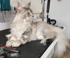 Embel'Lyre toilettage Chat NAC Montauban
