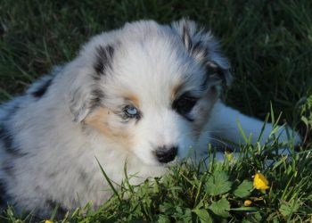 chiot BAM