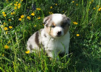 chiot bam 2