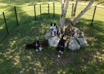 chiots BAM des tres'Or de la Lyre autour de l'arbre