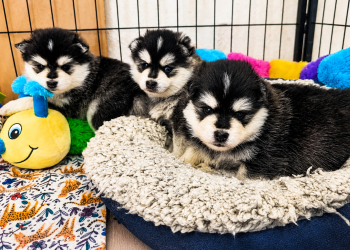 chiots Pomsky Elevage Tres' Or boréales Reynies 82